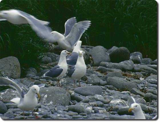 Чайки серокрылые. Фото С.Загребельного