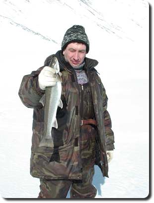А таких красавцев ловим на озере Перешейковском.