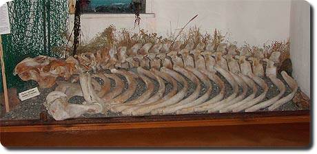 Скелет морской коровы. Алеутский краеведческий музей.